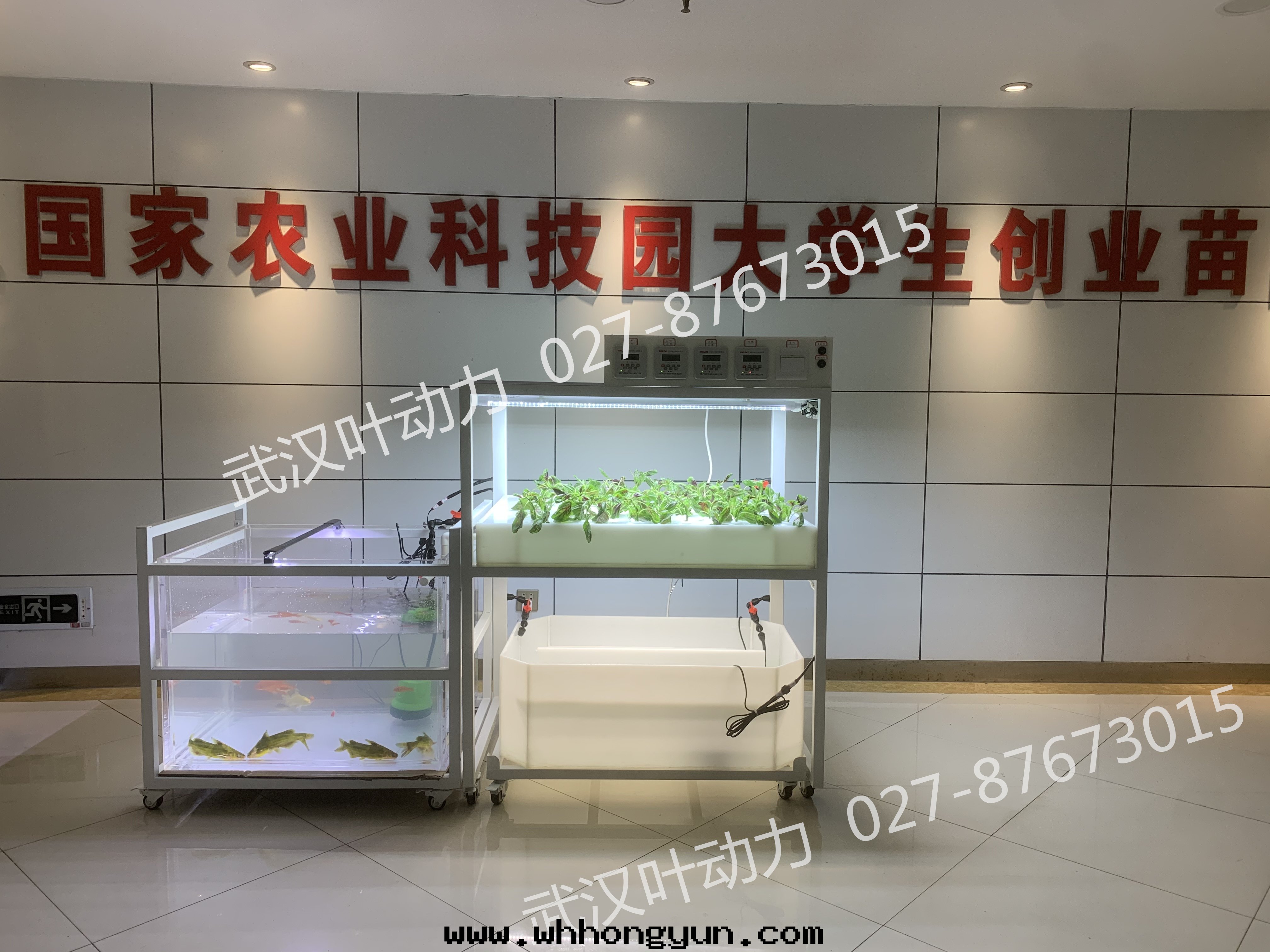 鱼菜共(gòng)生(shēng)