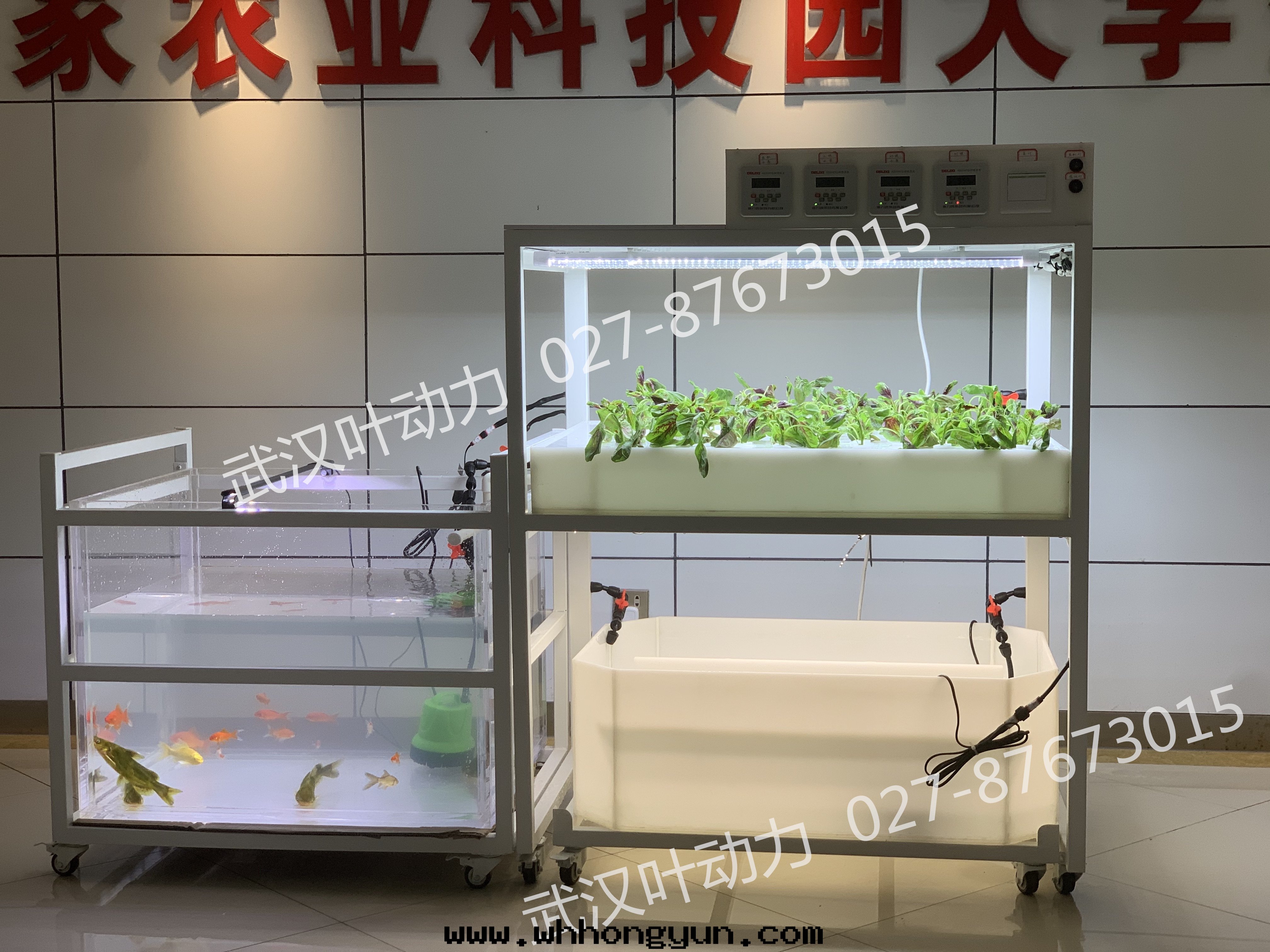 鱼菜共(gòng)生(shēng)