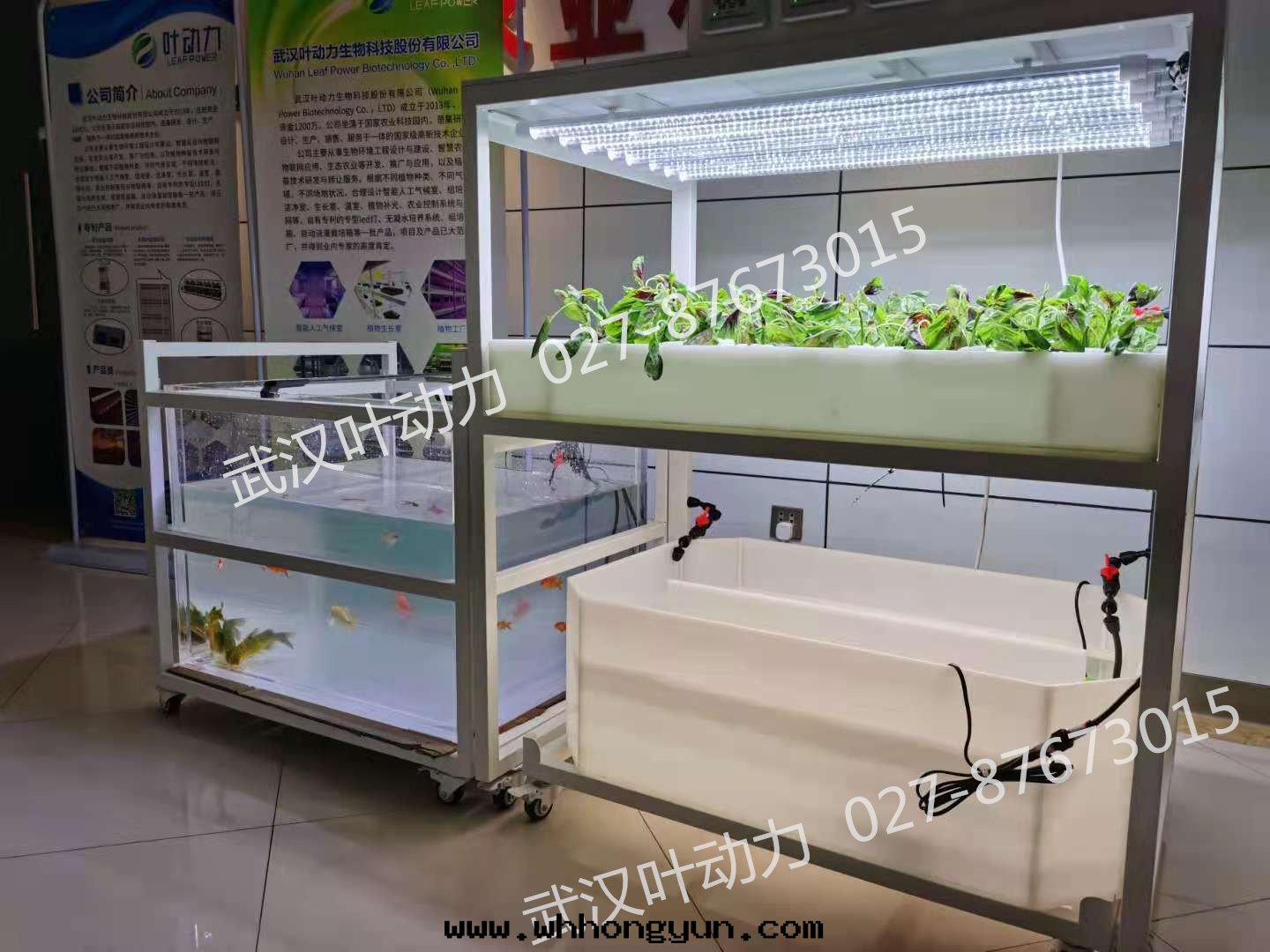 鱼菜共(gòng)生(shēng)