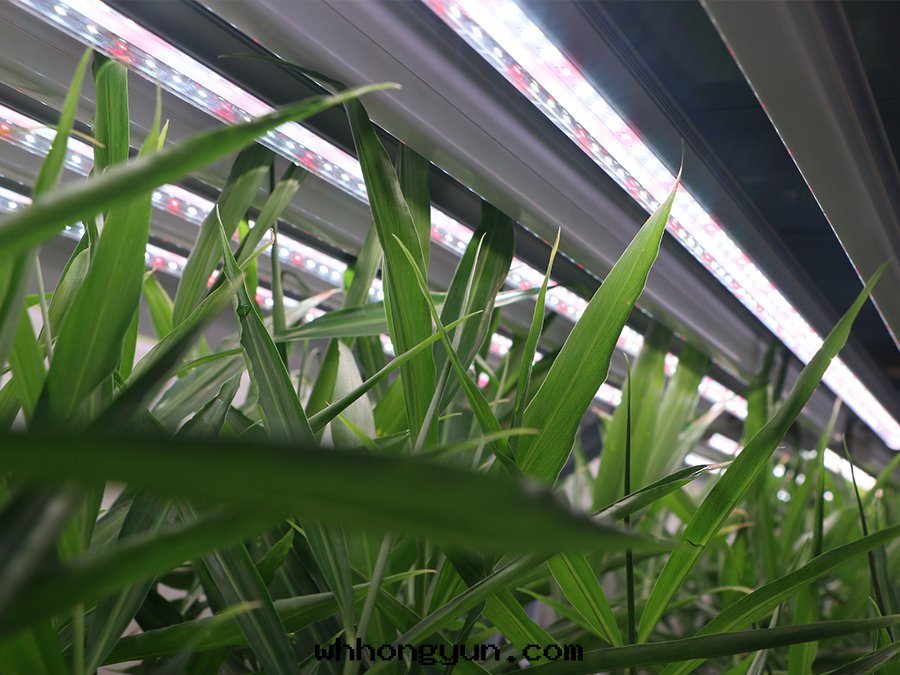 植物(wù)生(shēng)长(cháng)室(shì)